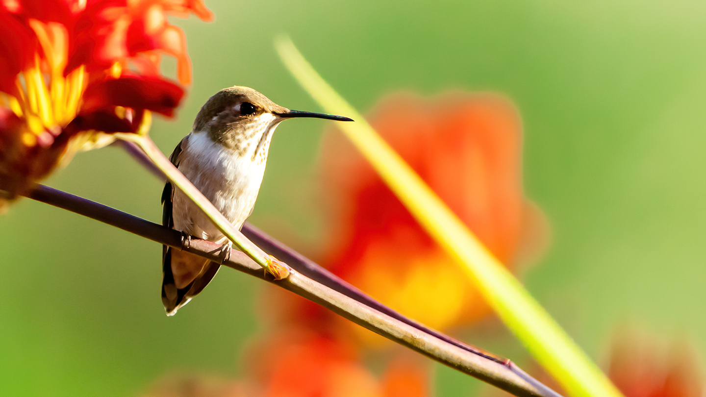 Washington Coast Humming Bird 04